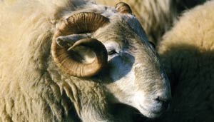welsh mountain ram